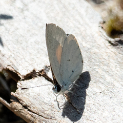 Candalides xanthospilos