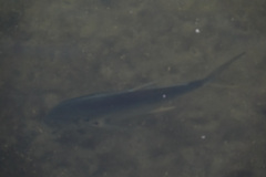 Caranx