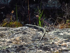 Podarcis guadarramae guadarramae