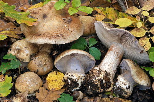 Representative image of Phlegmacium