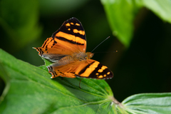 Hypanartia lethe