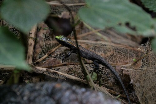 Green-headed shade lizards, Alopoglossus viridiceps