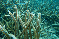 Acropora cervicornis