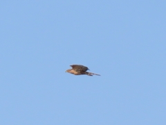 Accipiter melanoleucus