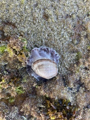Hydatina physis
