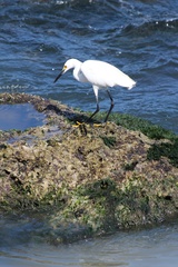 Egretta thula