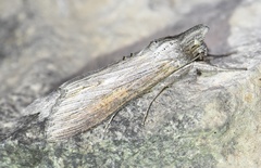 Cucullia dracunculi