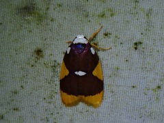 Lobobasis niveimaculata