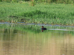 Tachybaptus ruficollis capensis