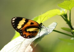 Placidina euryanassa