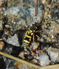 Antepipona
