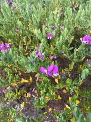 Polygala myrtifolia