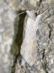 Cucullia dracunculi