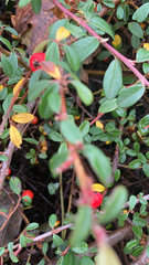 Cotoneaster × suecicus