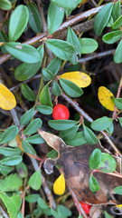 Cotoneaster × suecicus