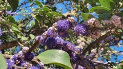 Memecylon umbellatum