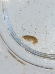 Amphipoda