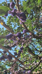 Memecylon umbellatum