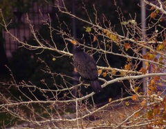 Phalacrocorax carbo