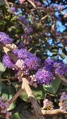 Memecylon umbellatum