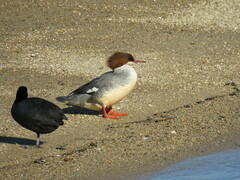 Mergus merganser
