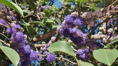 Memecylon umbellatum