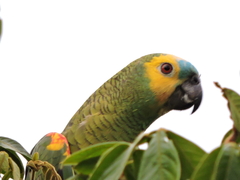 Amazona aestiva