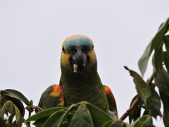 Amazona aestiva
