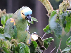 Amazona aestiva