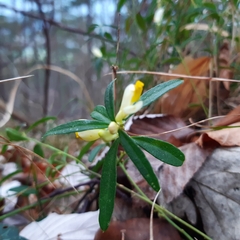 Polygaloides chamaebuxus