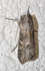 Cucullia xeranthemi