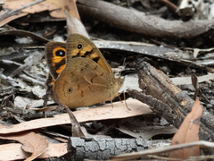 Heteronympha merope