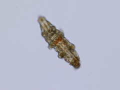 Tardigrada