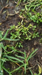 Medicago lupulina
