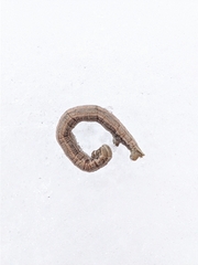 Scopula nigropunctata