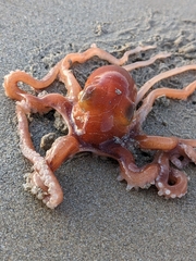 Octopus kaurna