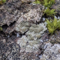 Lecanora symmicta