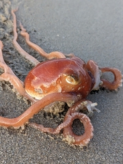 Octopus kaurna