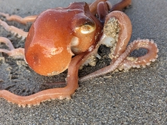 Octopus kaurna