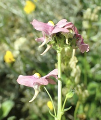 Nemesia fruticans