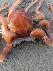 Octopus kaurna