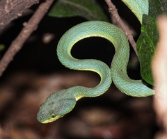 Craspedocephalus gramineus