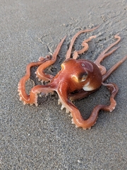 Octopus kaurna
