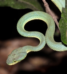 Craspedocephalus gramineus