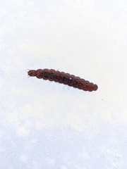 Cantharis fusca