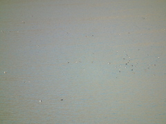 Sibirionetta formosa