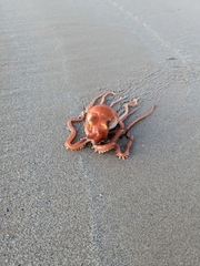 Octopus kaurna