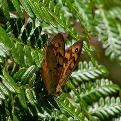 Heteronympha merope