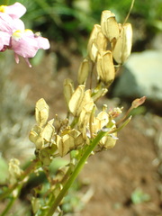 Nemesia fruticans