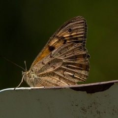 Heteronympha merope